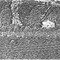 Nummer 13155