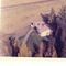 Nummer c2539