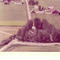 Nummer c825