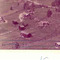 Nummer f2420