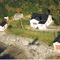 Nummer 946019