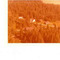 Nummer 141918