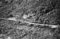 Hausten1954, Brandal
