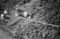 Hausten1954, Brandal