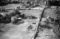 Hausten1954, Brandal