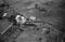 Hausten1954, Brandal