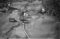 Hausten1954, Brandal