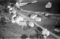 Hausten1954, Brandal