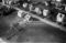 Hausten1954, Hareid