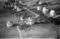 Hausten1954, Hareid
