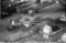 Hausten1954, Hareid