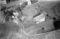 Hausten1954, Hareid