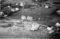 Hausten1954, Hareid