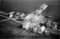 Hausten1954, Hareid
