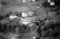 Hausten1954, Hareid