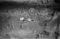 Hausten1954, Røyset