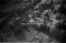 Hausten1954, Nesset