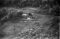 Hausten1954, Snipsøyr