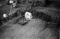 Hausten1954, Teigane
