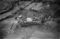 Hausten1954, Gjerdet