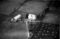Hausten1954, Grimstad