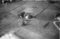 Hausten1954, Øvrelid