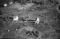 Sundgot, 22.09.1954