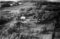 Hatløya, 22.09.1954
