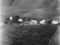 Midtflø, haust 1954