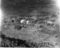 Røyra, haust 1954