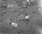 Sundgotane, haust 1954